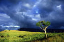 stormy tree south africa